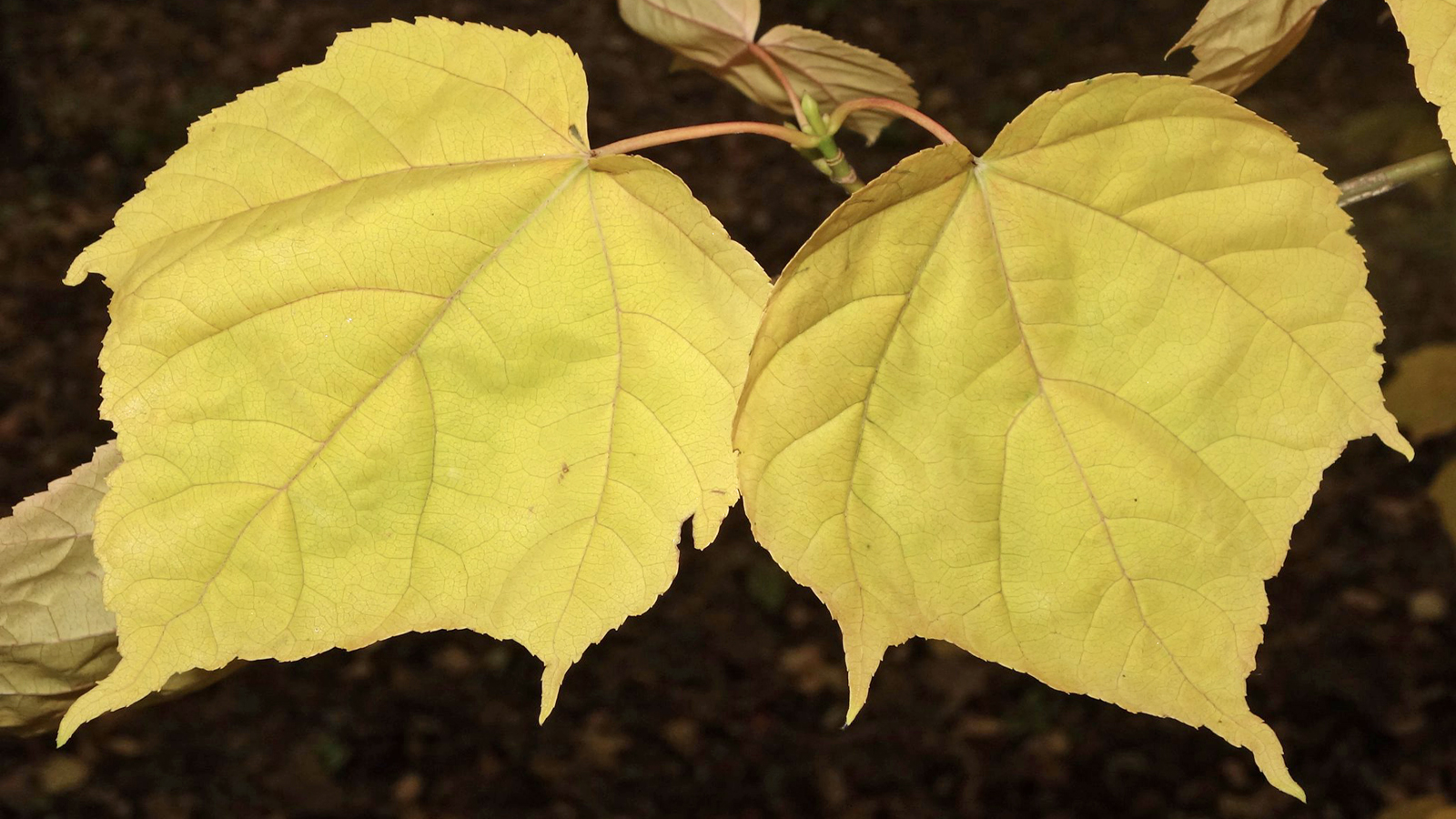 Acer davidii ssp grosseri 2-95-D by Ned Friedman