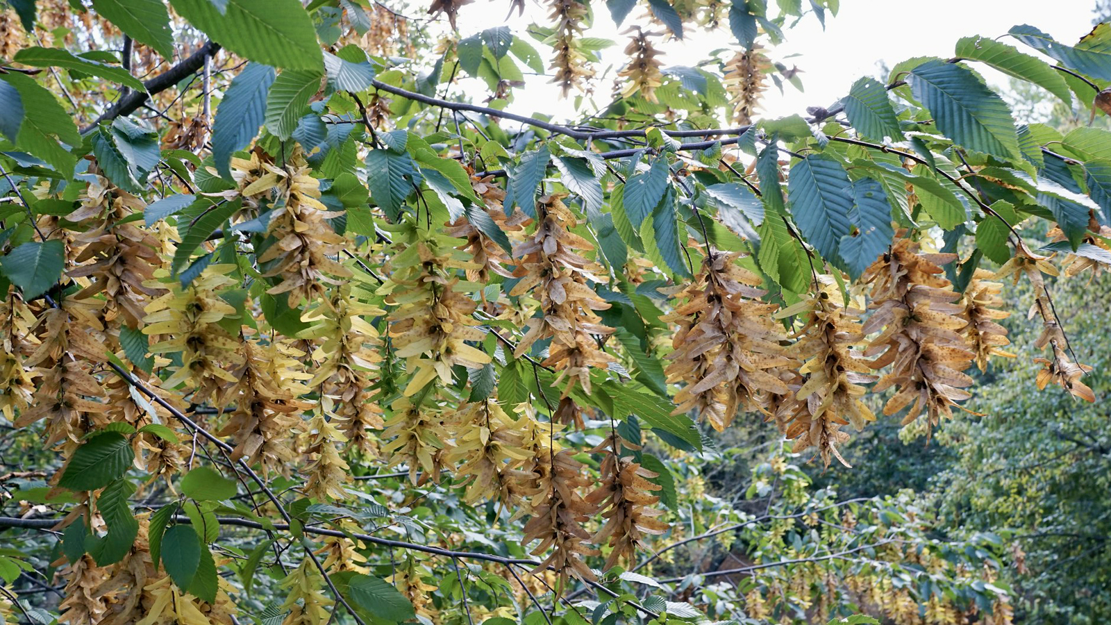 Carpinus betulus 377-90-B by Ned Friedman