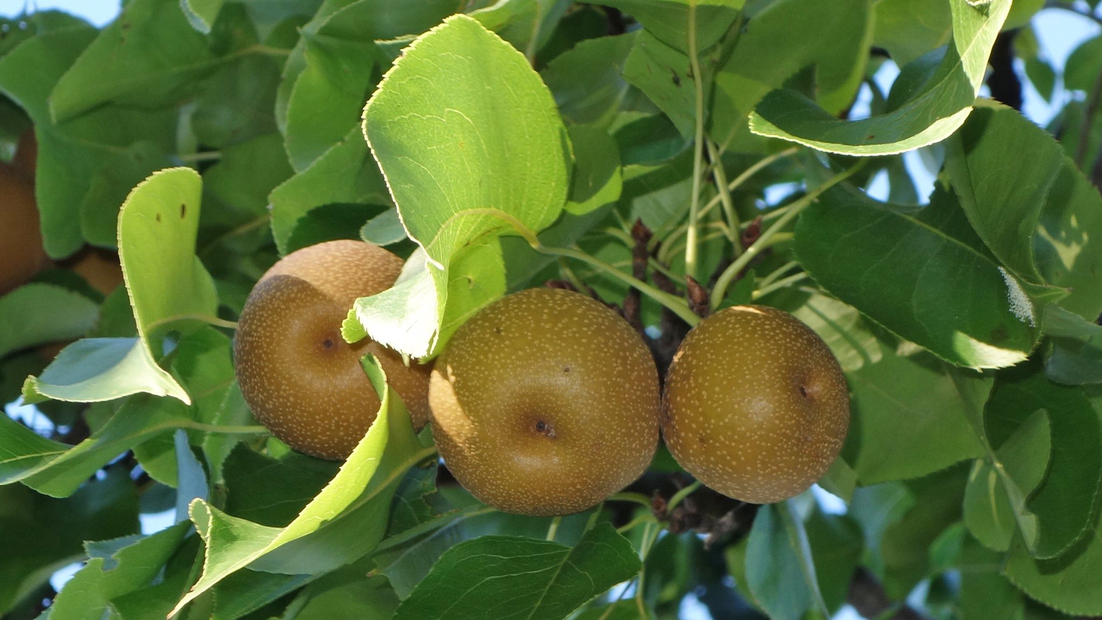 Pyrus pyrifolia 7272-C by Ned Friedman