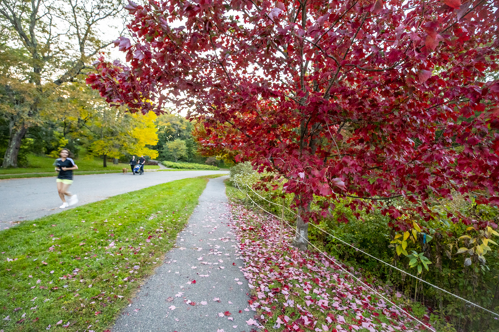 After 150 Years, Arnold Arboretum Has Cracked the Color Code