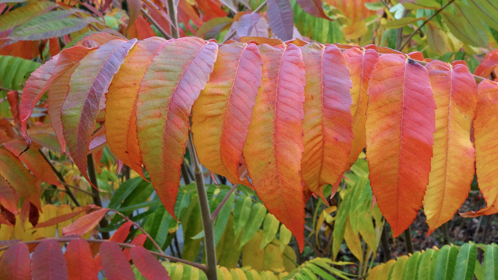 Rhus typhina 290-97-MASS-A by Ned Friedman