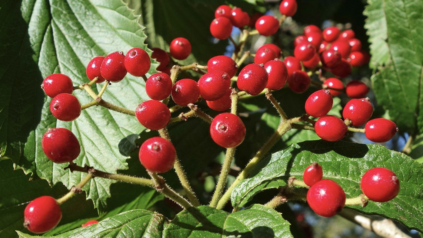 Viburnum erosum 963-85-C by Ned Friedman