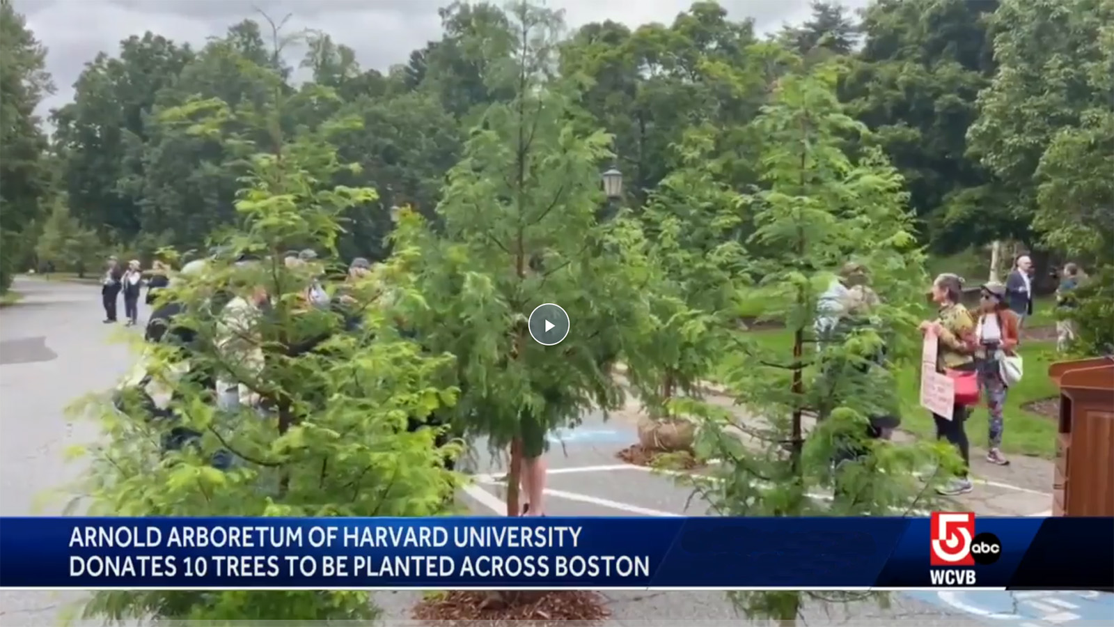 Arboretum Donates Trees to Boston as City Launches Forestry Division