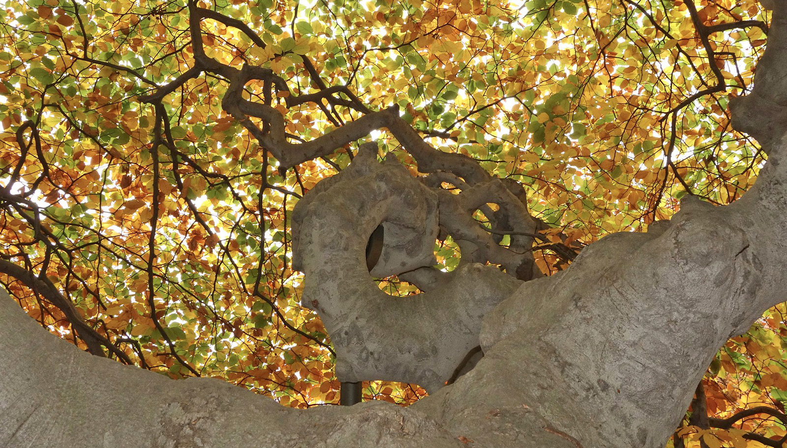 Fagus sylvatica 'tortuosa' 14599-A by Ned Friedman