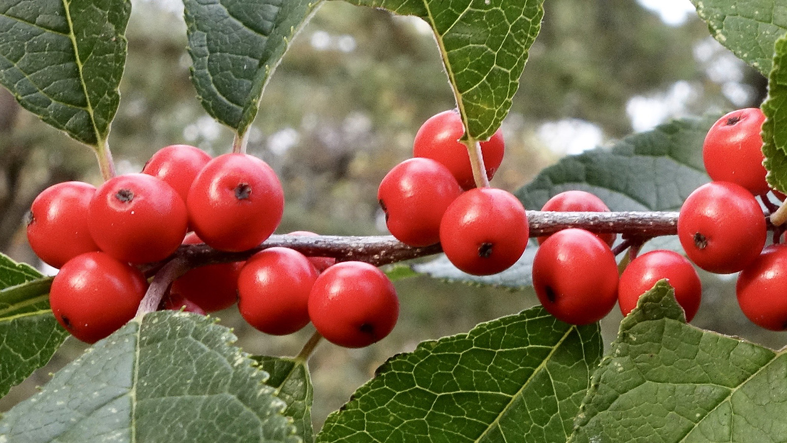 Ilex verticillata 1424-83-I by Ned Friedman