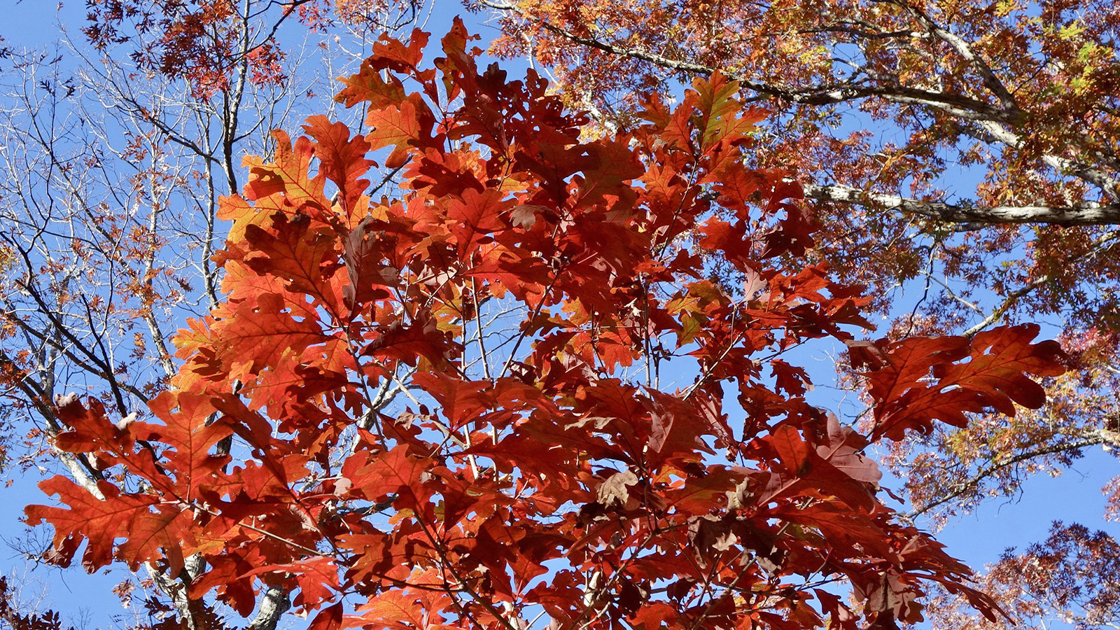 Quercus alba 1179-85-C by Ned Friedman