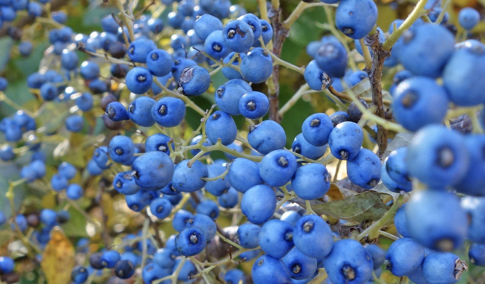 Symplocos chinensis f. pilosa 719-85-A by Ned Friedman