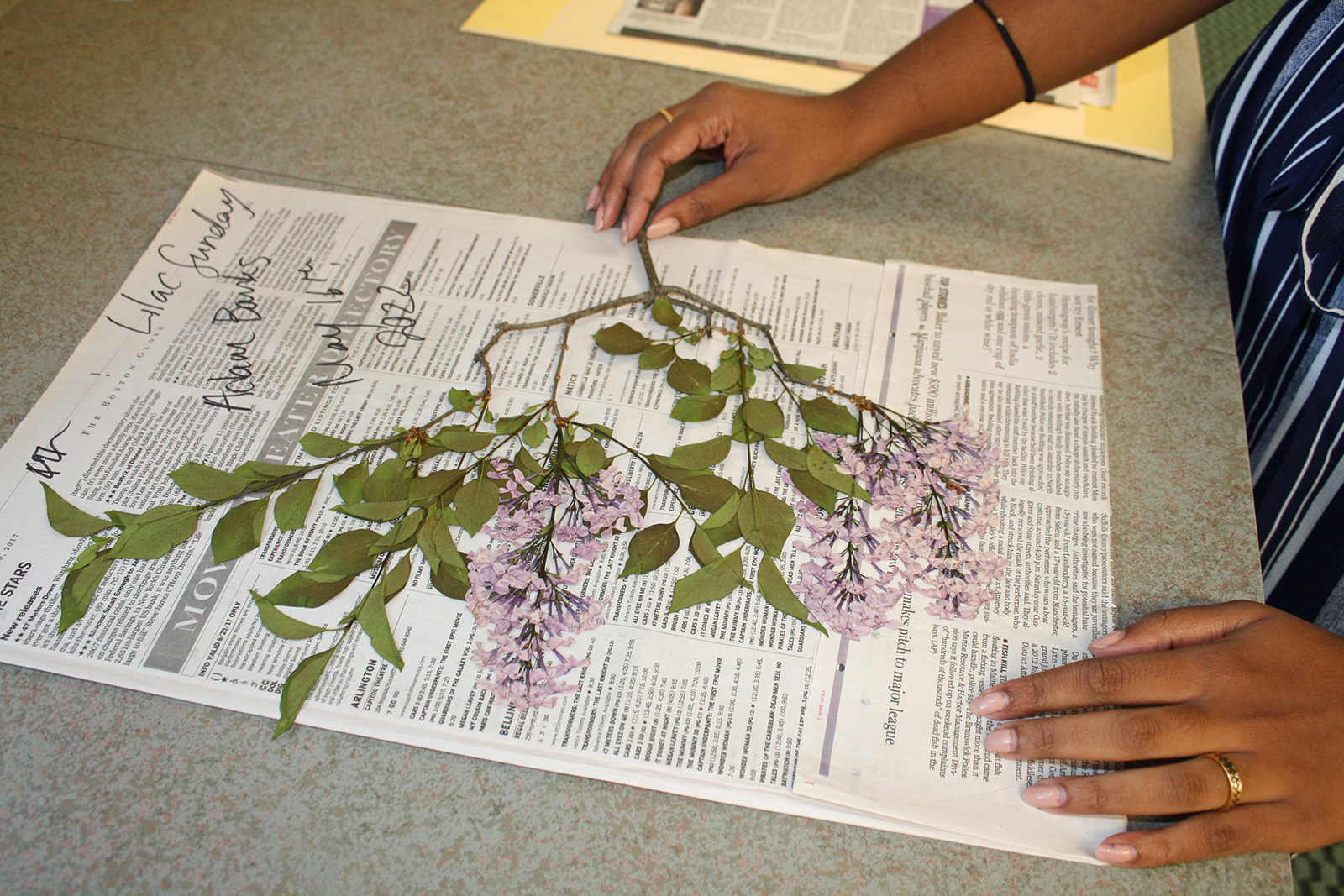 Devika prepares a floral cutting of a lilac for an herbarium voucher