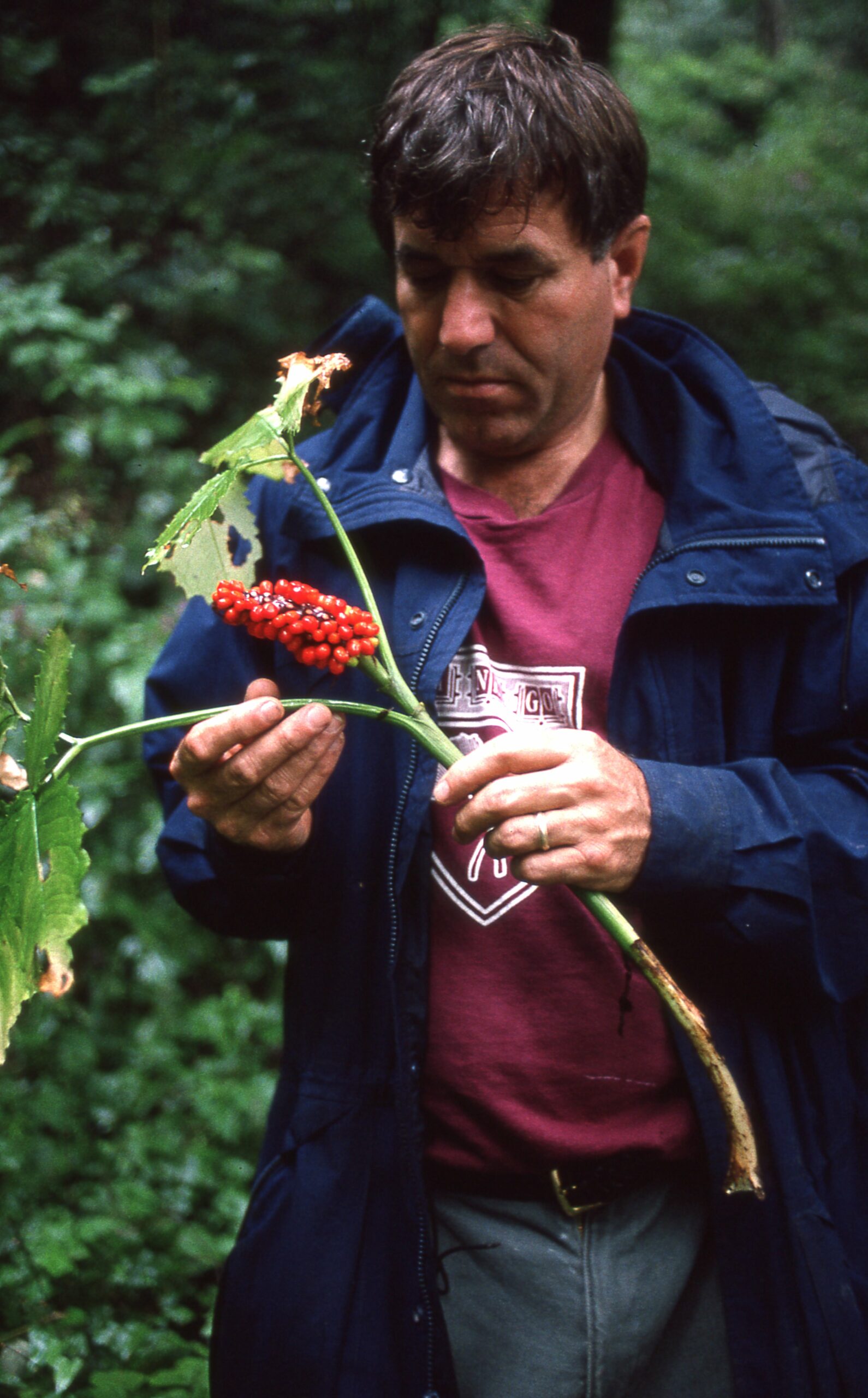 Arboretum Senior Research Scientist Emeritus Peter Del Tredici holds a branch with small red fruit in Hubei Province, China.