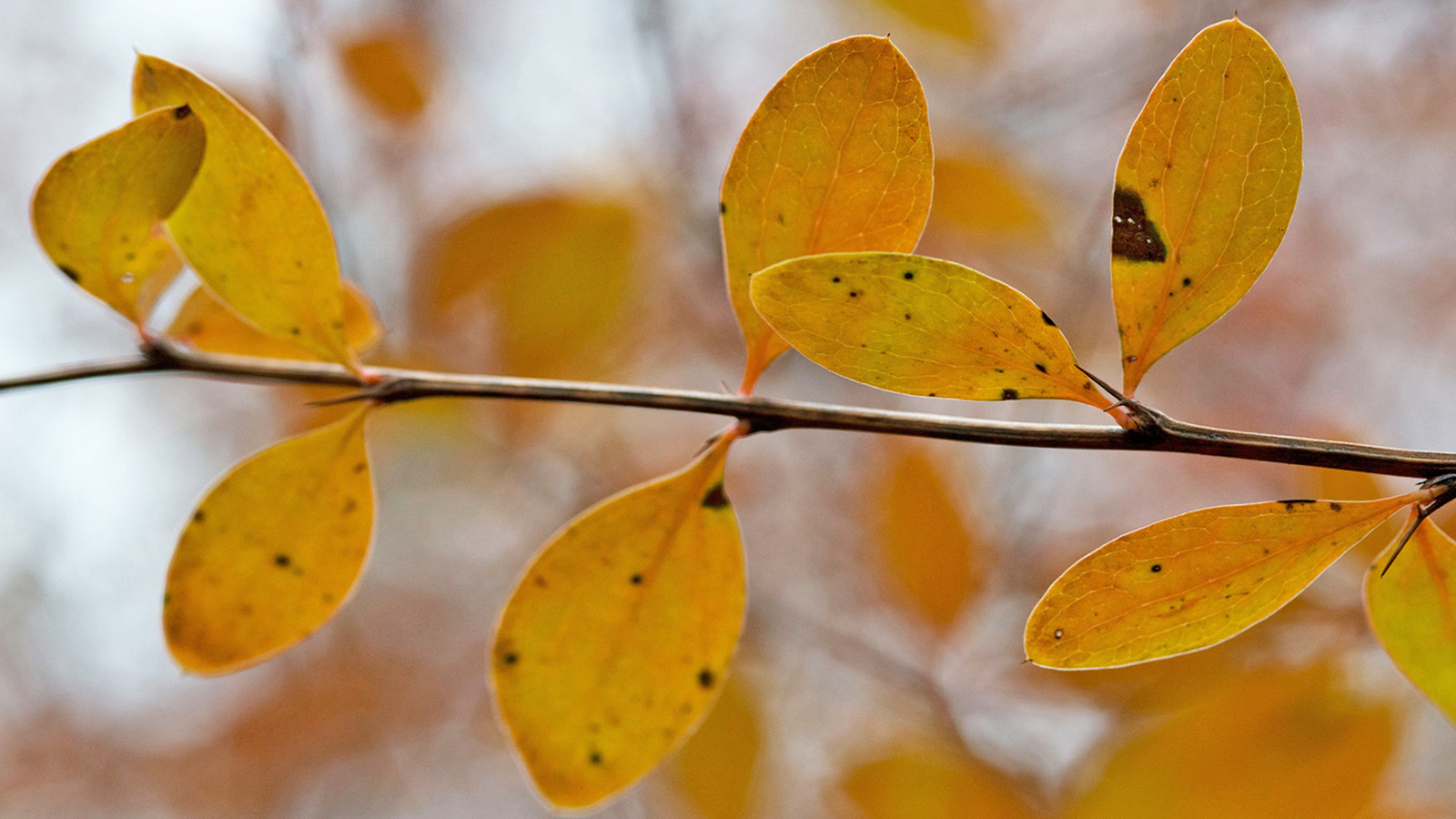 Berberis thibetica 360-92-G by Danny Schissler