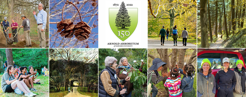 The Arnold Arboretum celebrates 150 years in 2022