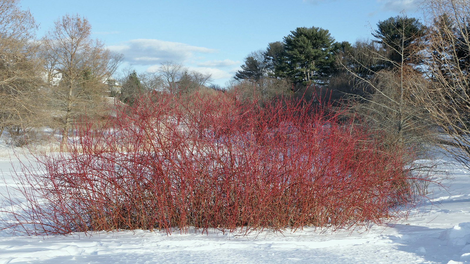 Cornus sanguinea 'Wisley Form' 394-2007-C by Ned Friedman
