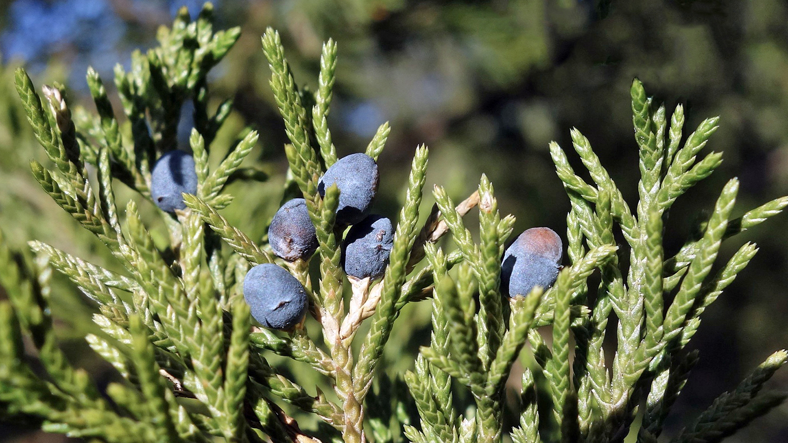 Juniperus virginiana 109-2006-B by Ned Friedman