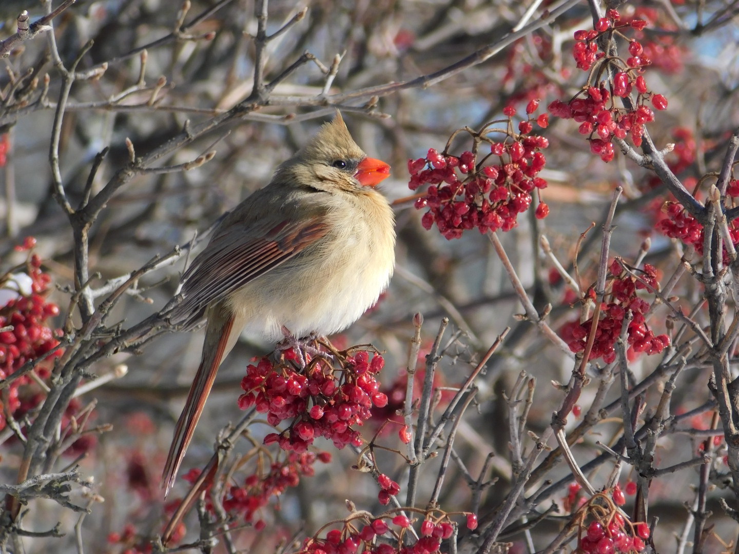 tan bird against red berries