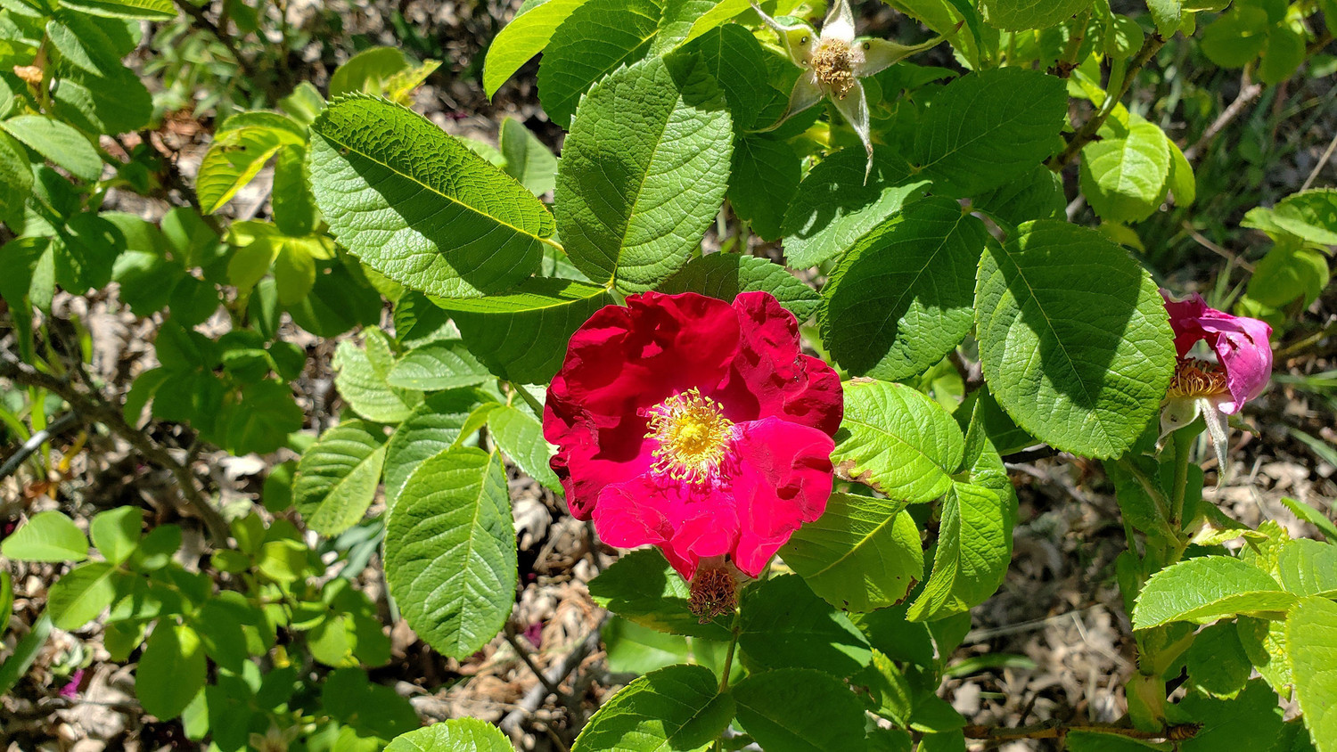 How Rare Rose Collectors Save Some Flowers From Extinction