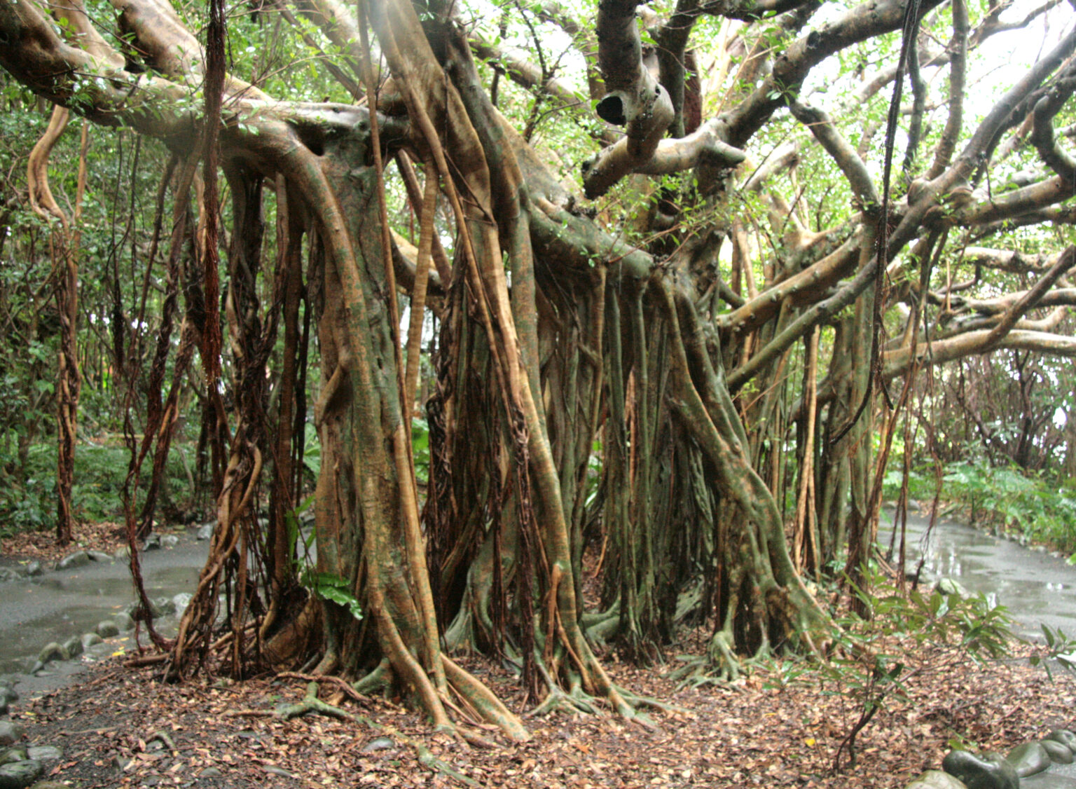 The Roots of Rejuvenation - Arnold Arboretum