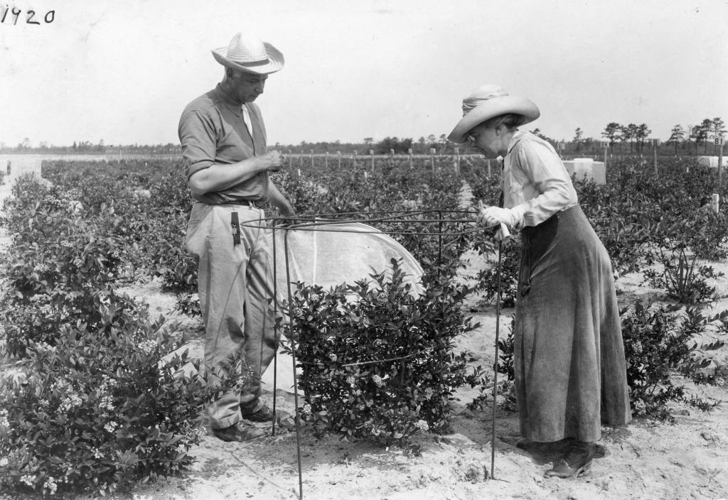 Black and white image of two people looking at a blueberry bush in a field