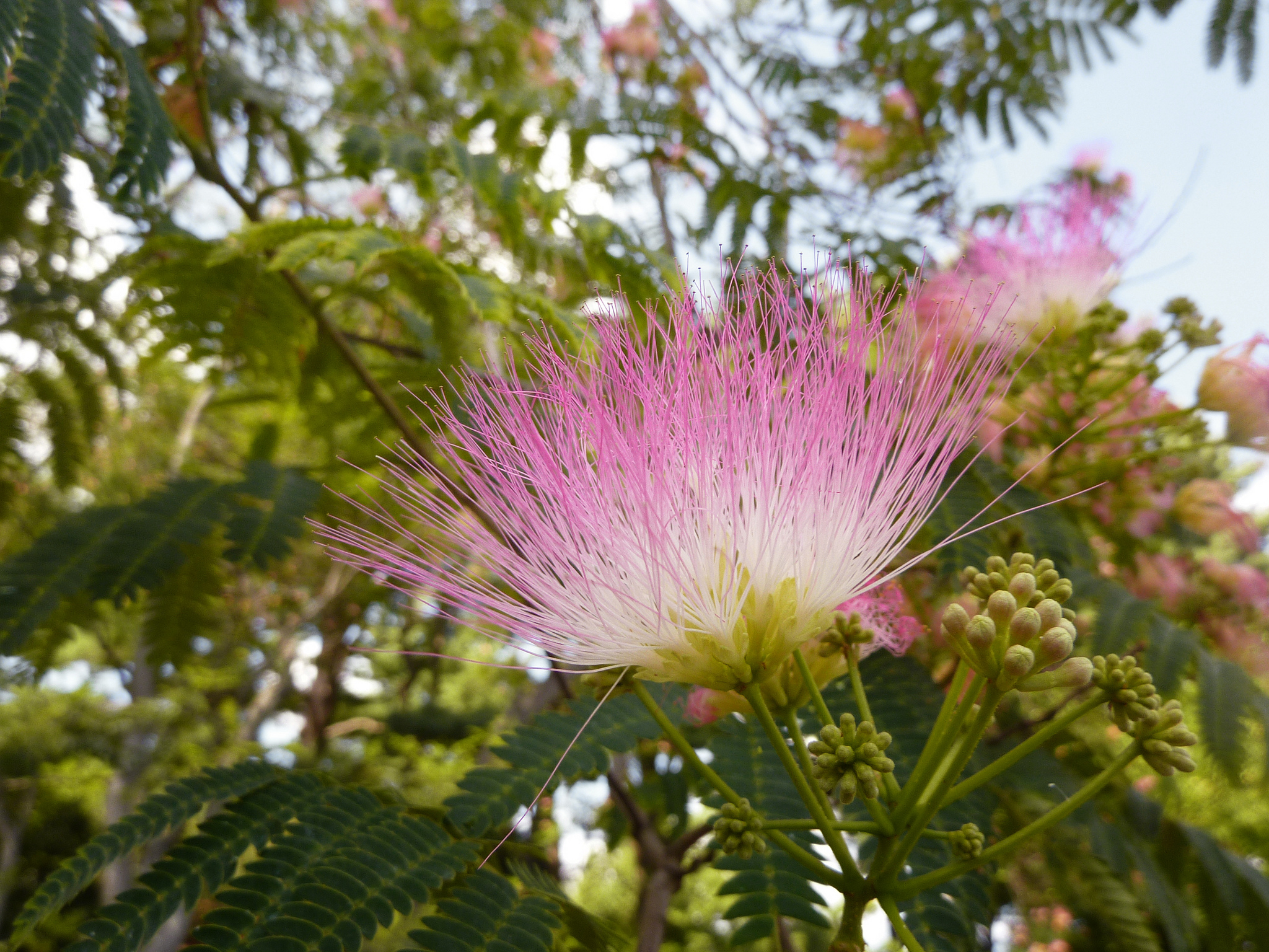 Pink and white silk tree flower against green foliage