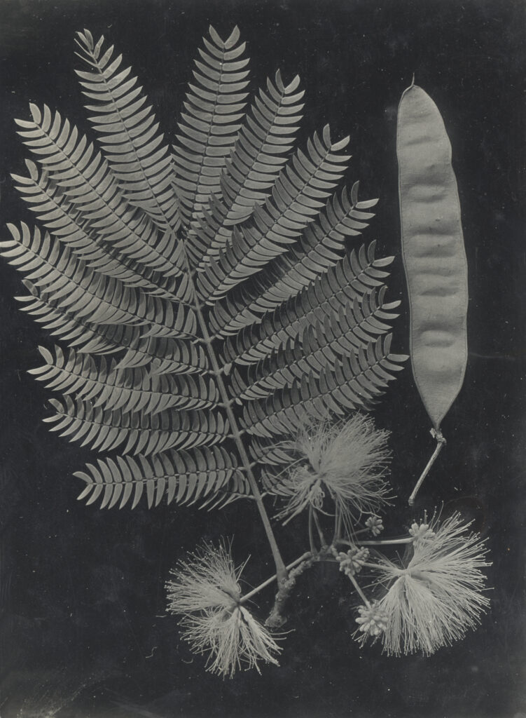 Black and white image of feathery leaves, flowers, and a seed pod