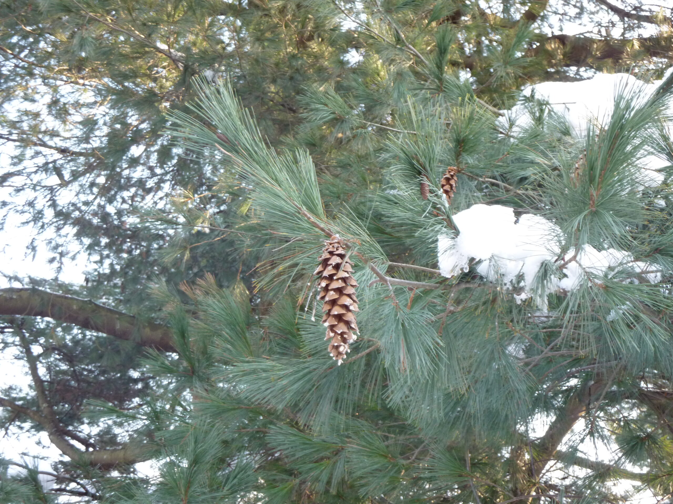 Pine tree with cone in snow