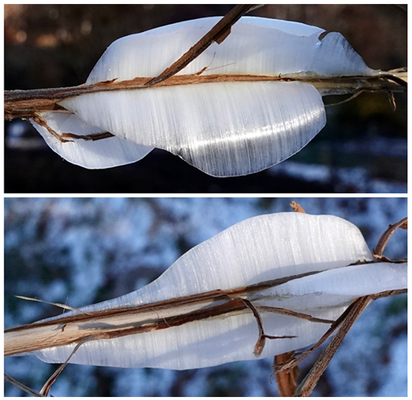 ice flowers on Isodon henryi 593-2010*A