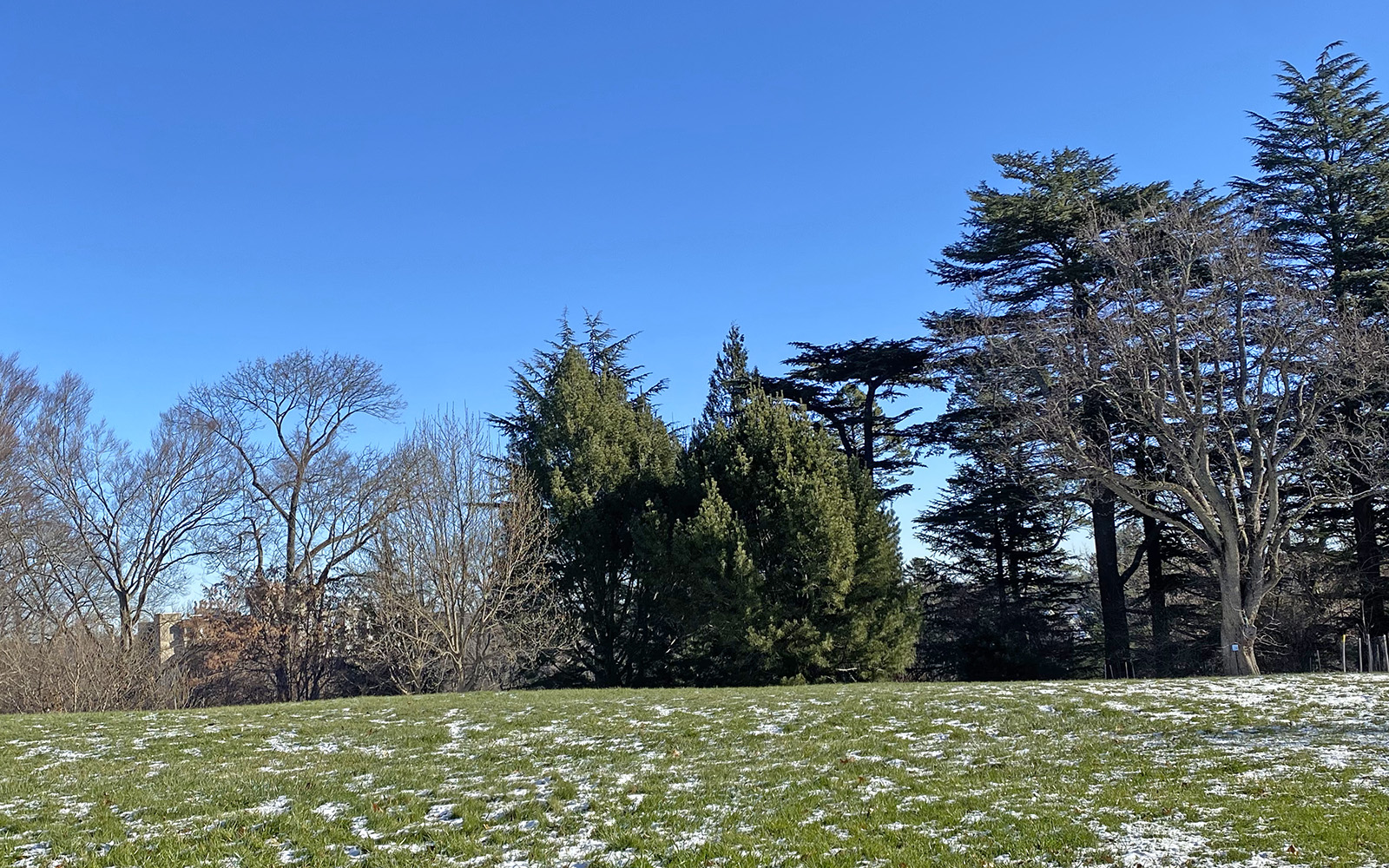 In the center are two lacebark pines (466-80*A and 466-80*B) on Bussey Hill in the Explorers Garden that date to 1980.