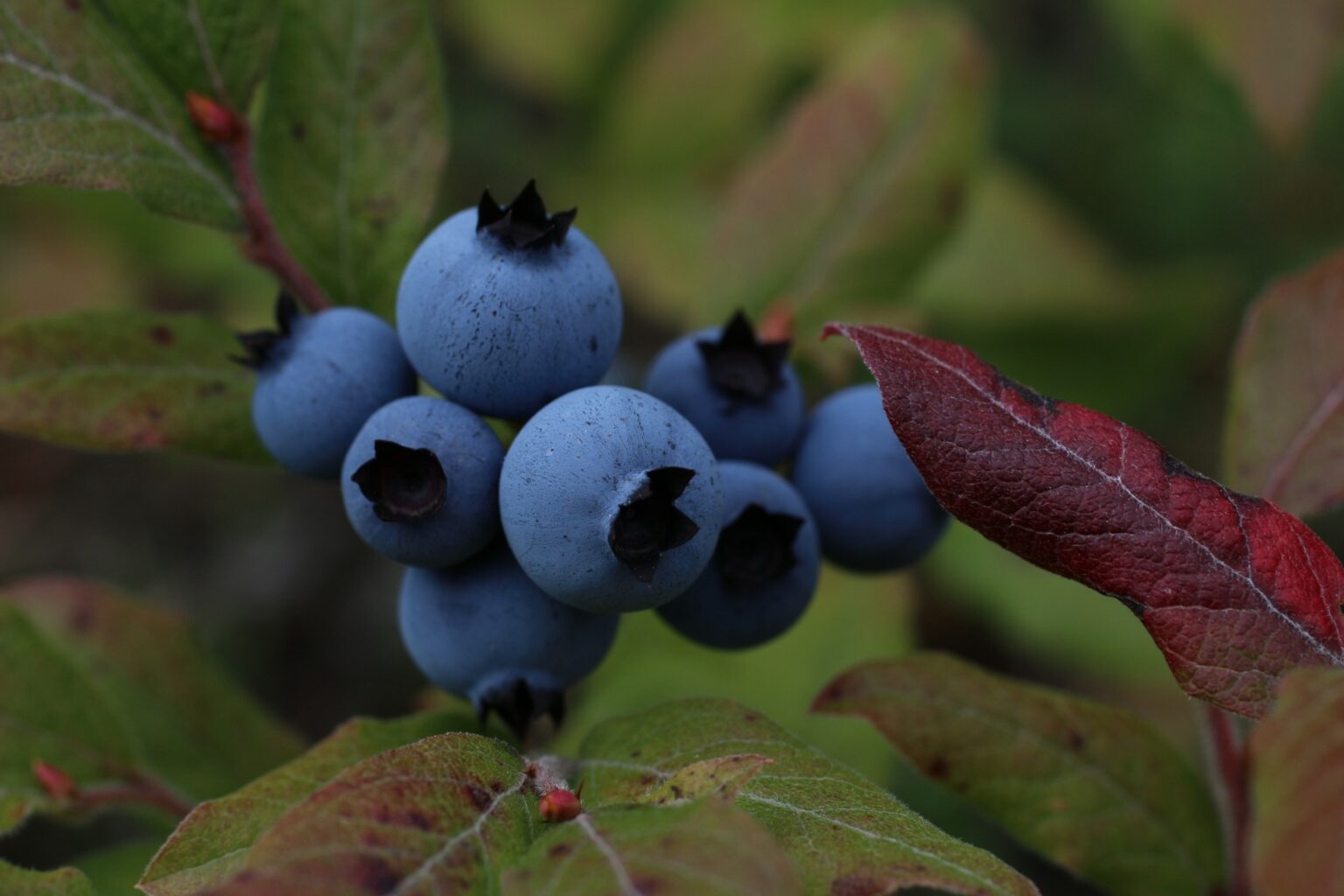 ‘Dunfee’ Highbush Blueberry - Arnold Arboretum