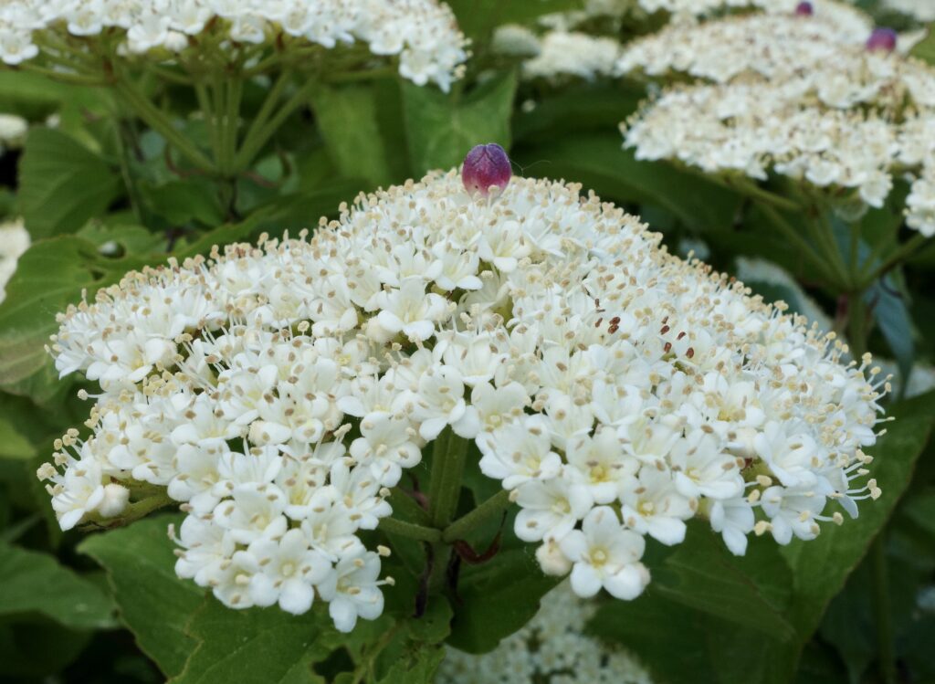 Inflorescence of Viburnum bracteatum 'Crimson Gem' showcasing its ruby center floret.