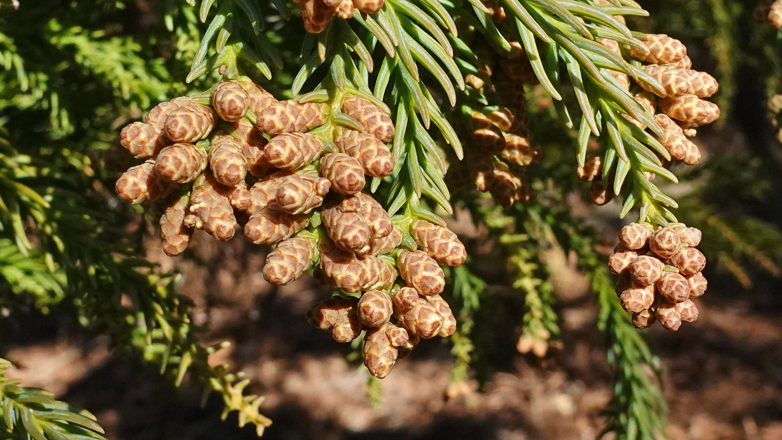 Cryptomeria japonica Japanese cryptomeria 838-53*A