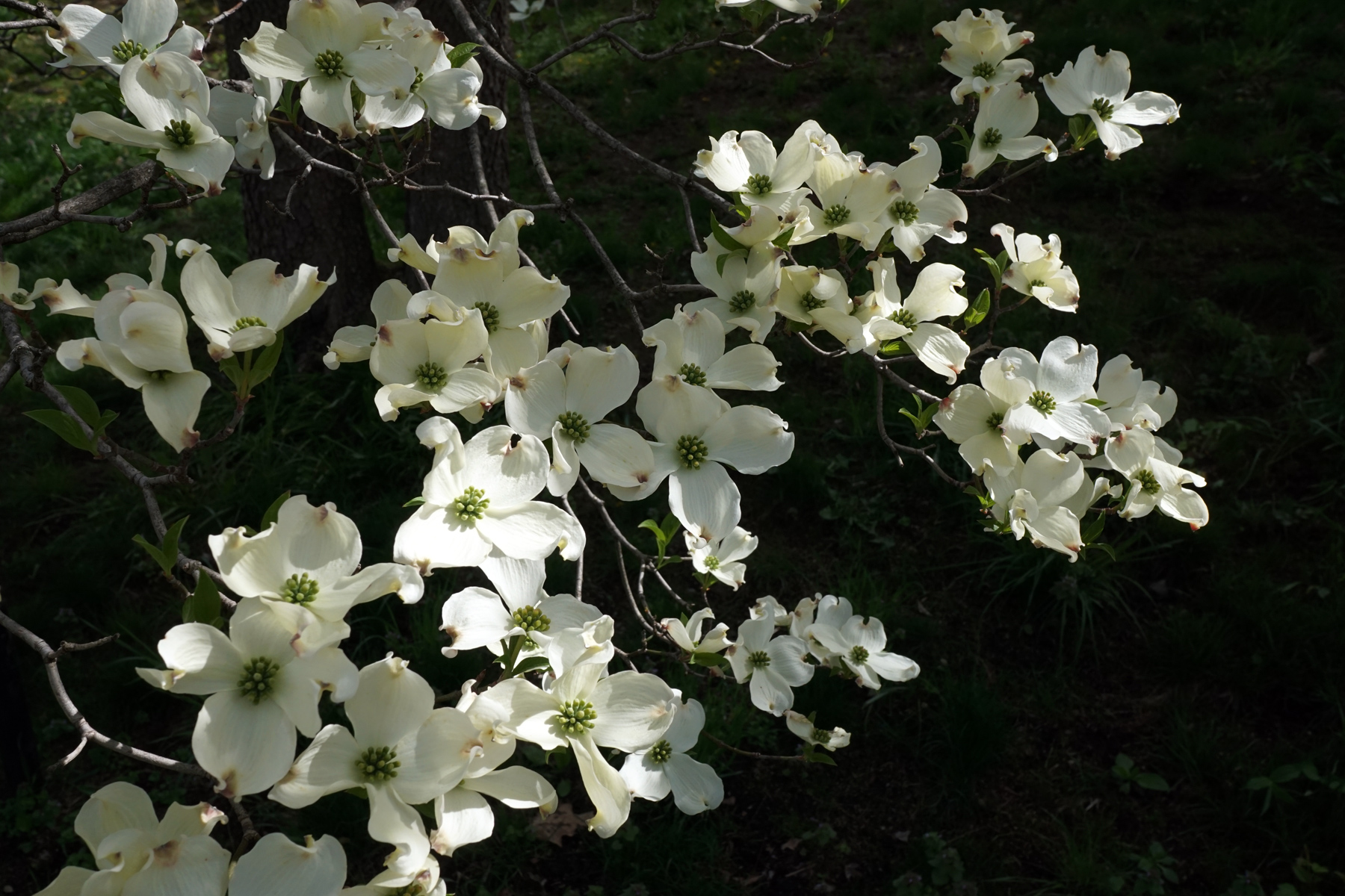 Flowers blooming in early spring.