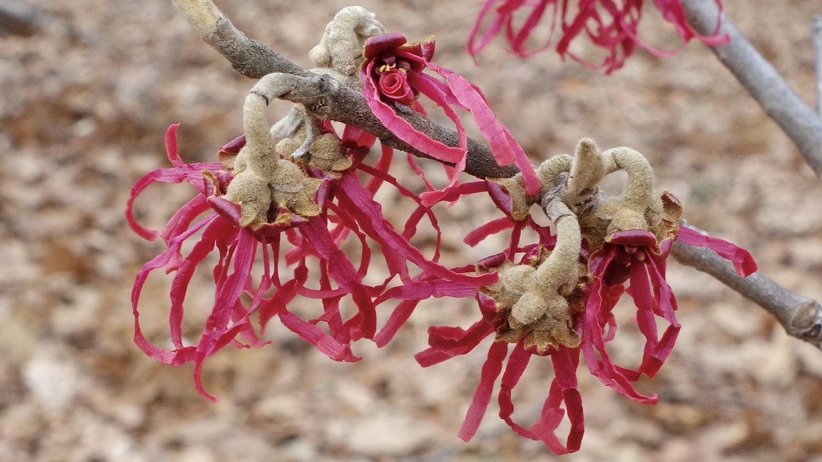 Hamamelis x intermedia 'Tsukuba no Kurenai' 838-2016*A