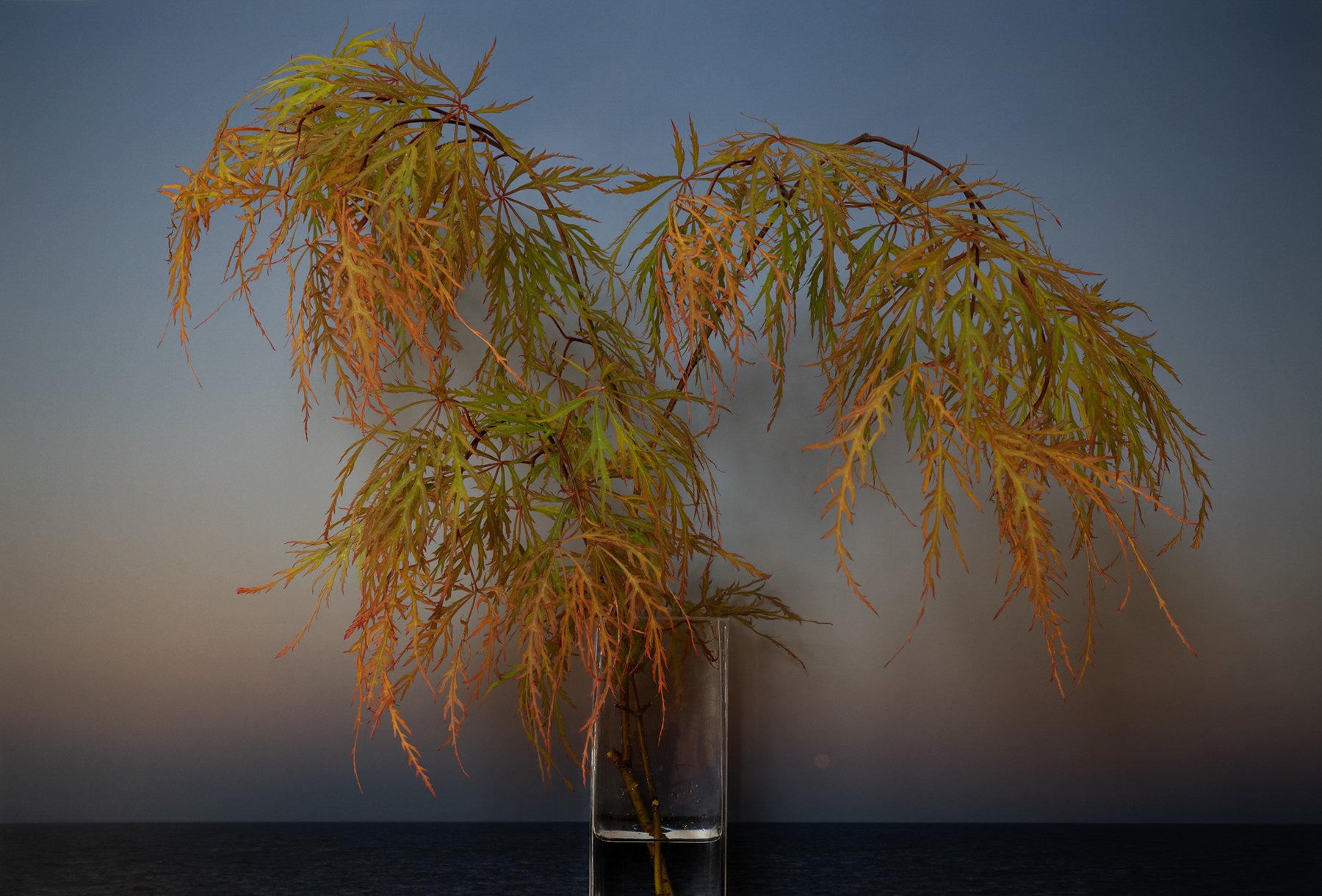 photo of tree branches in a vase