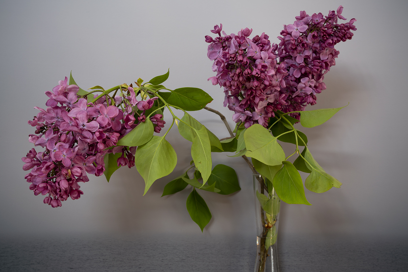 Photo of lilac flowers in vase