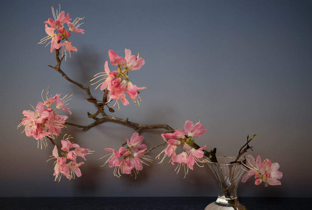Still Lives Plants of the Arnold Arboretum, Close Up and Far Away