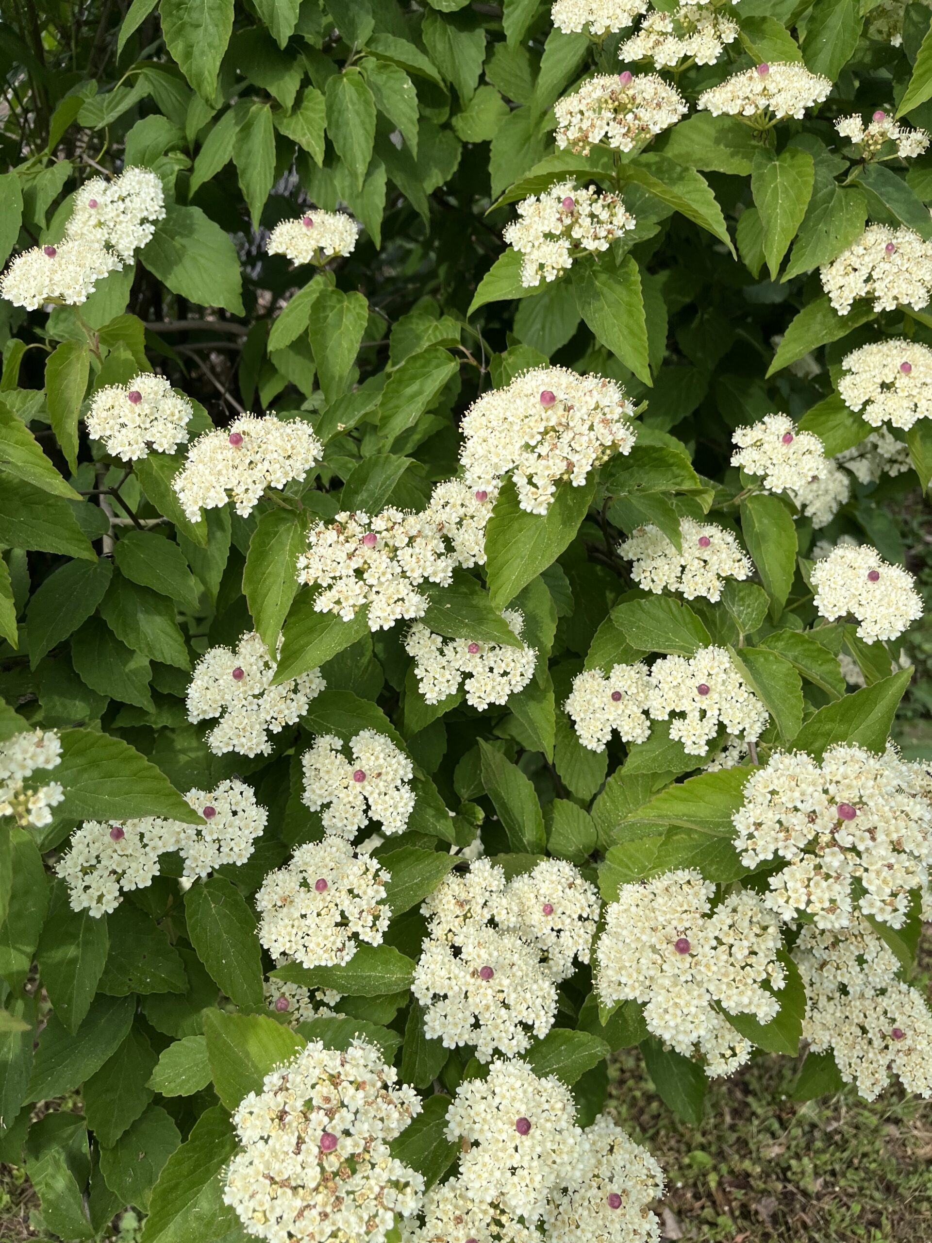 Crimson Gem' Bracted Viburnum - Arnold Arboretum