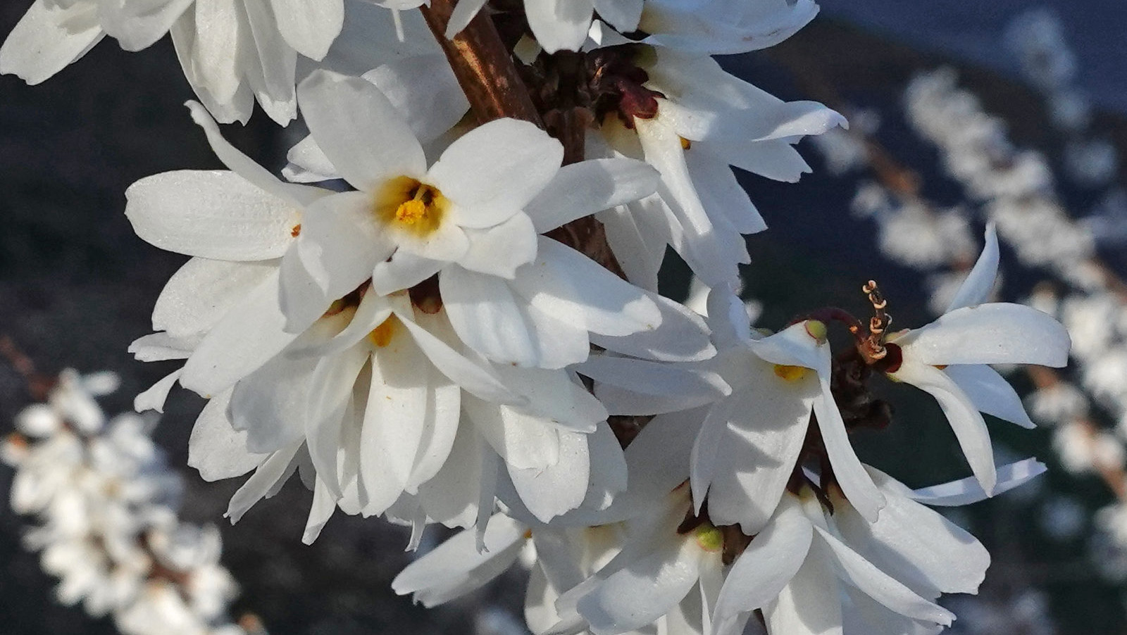 Close-up of a cluster of white flowers with yellow centers blooming on a branch, set against a blurred dark background.