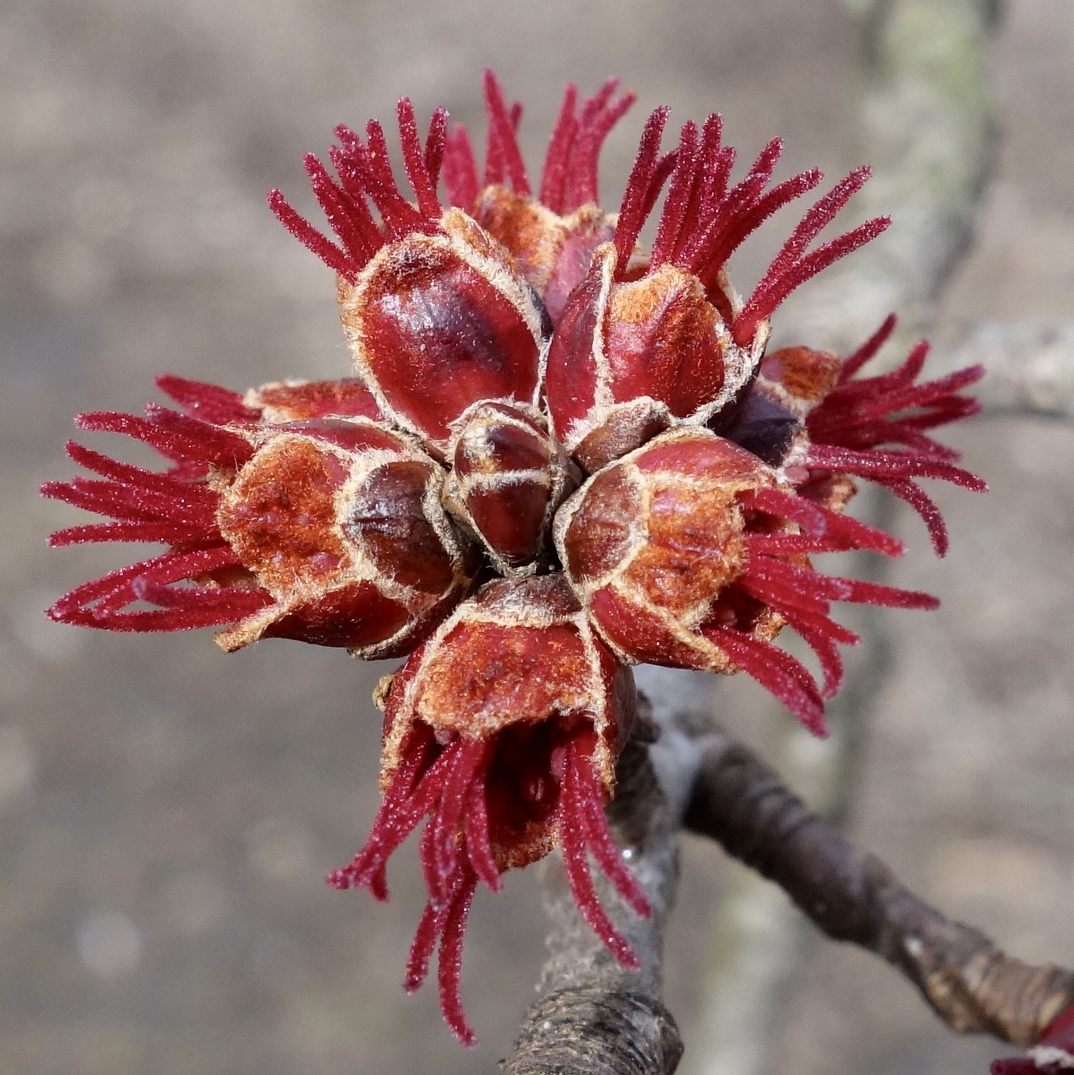 Early Spring Flowering Is Red