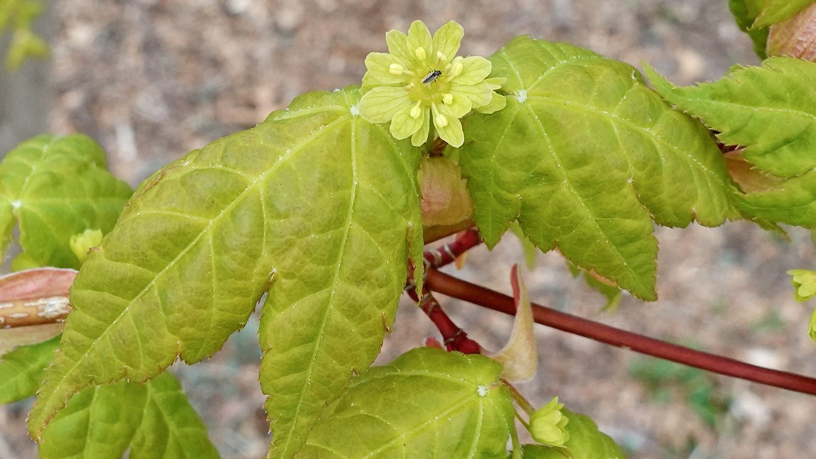 Acer tschonoskii ssp. tschonoskii Tschonosk maple 326-97-B by Ned Friedman