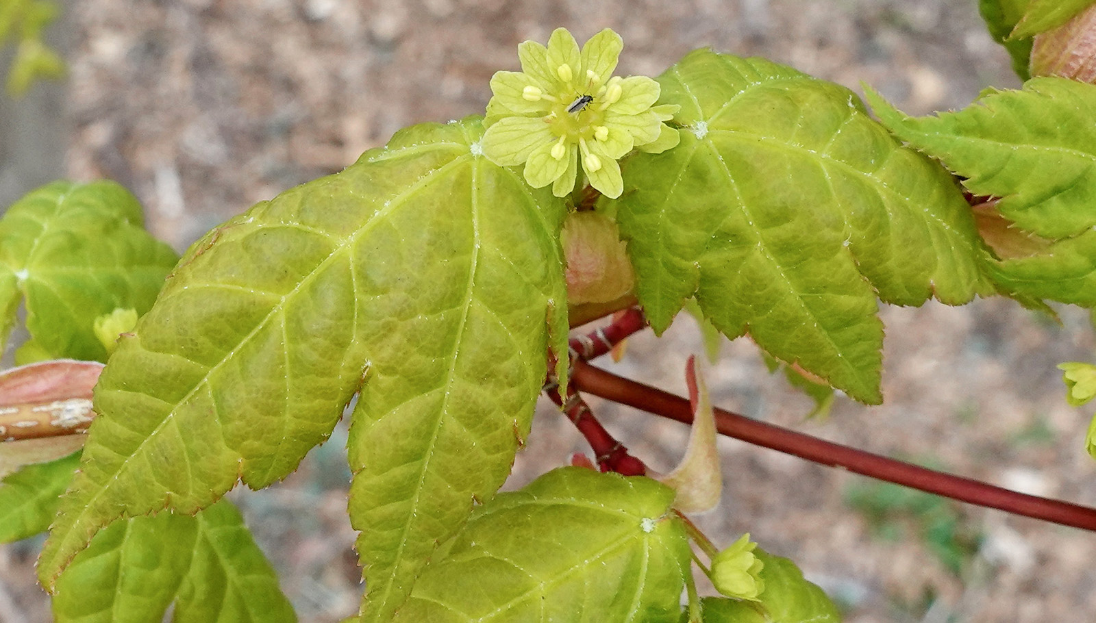 Close-up of light green maple leaves with visible veins, and a small yellowish-green flower blooming at the center. The background is blurred with hints of brown and gray.