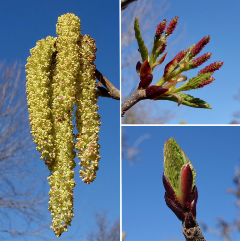 Alders Erupt at the Arnold Arboretum Arnold Arboretum Arnold Arboretum