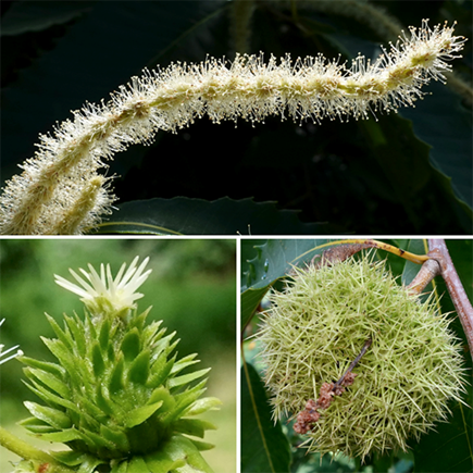 American Chestnuts in Flower by Ned Friedman