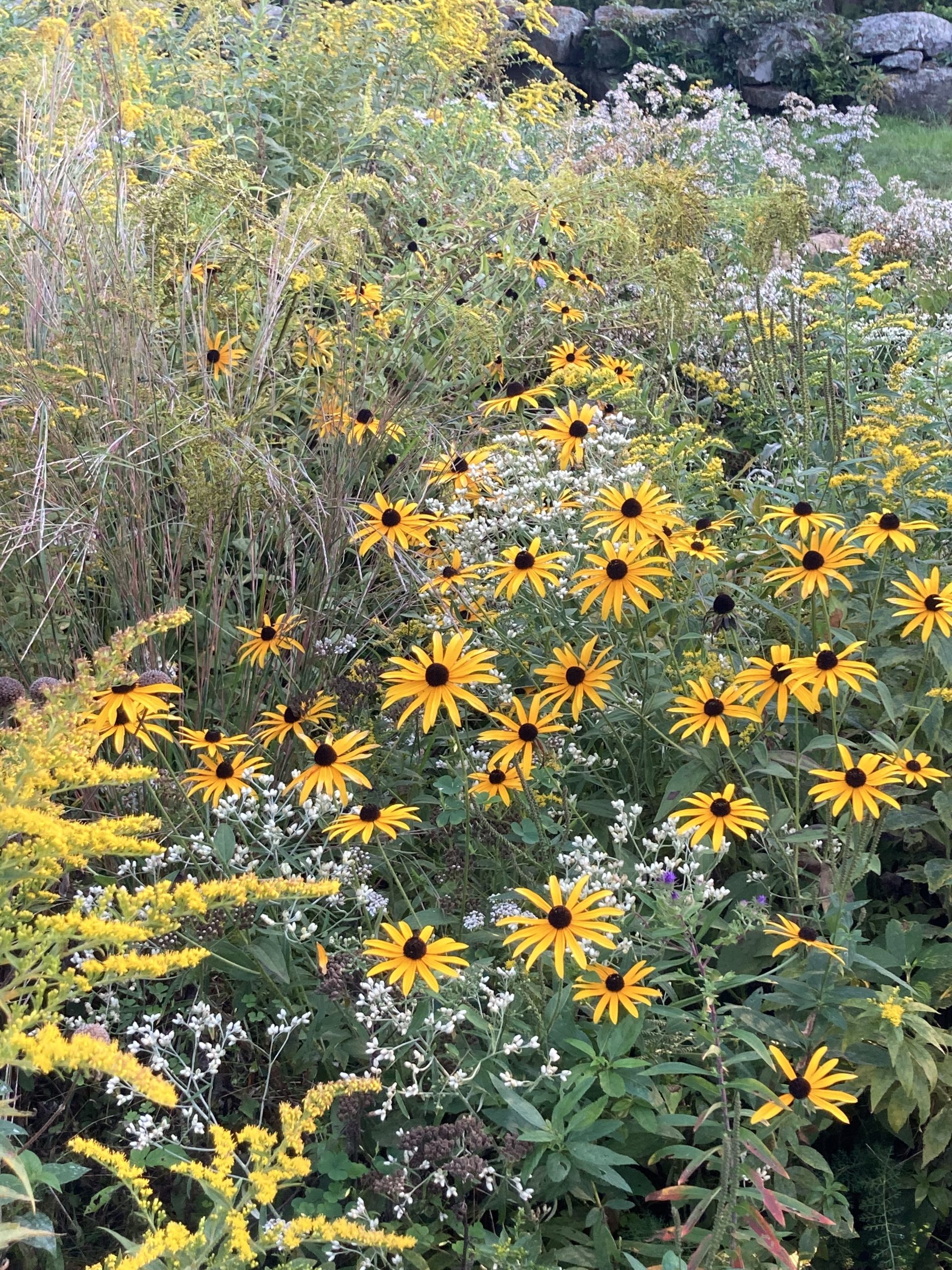 A flowering profusion of meadow plants, including Rudbeckia and Solidago.