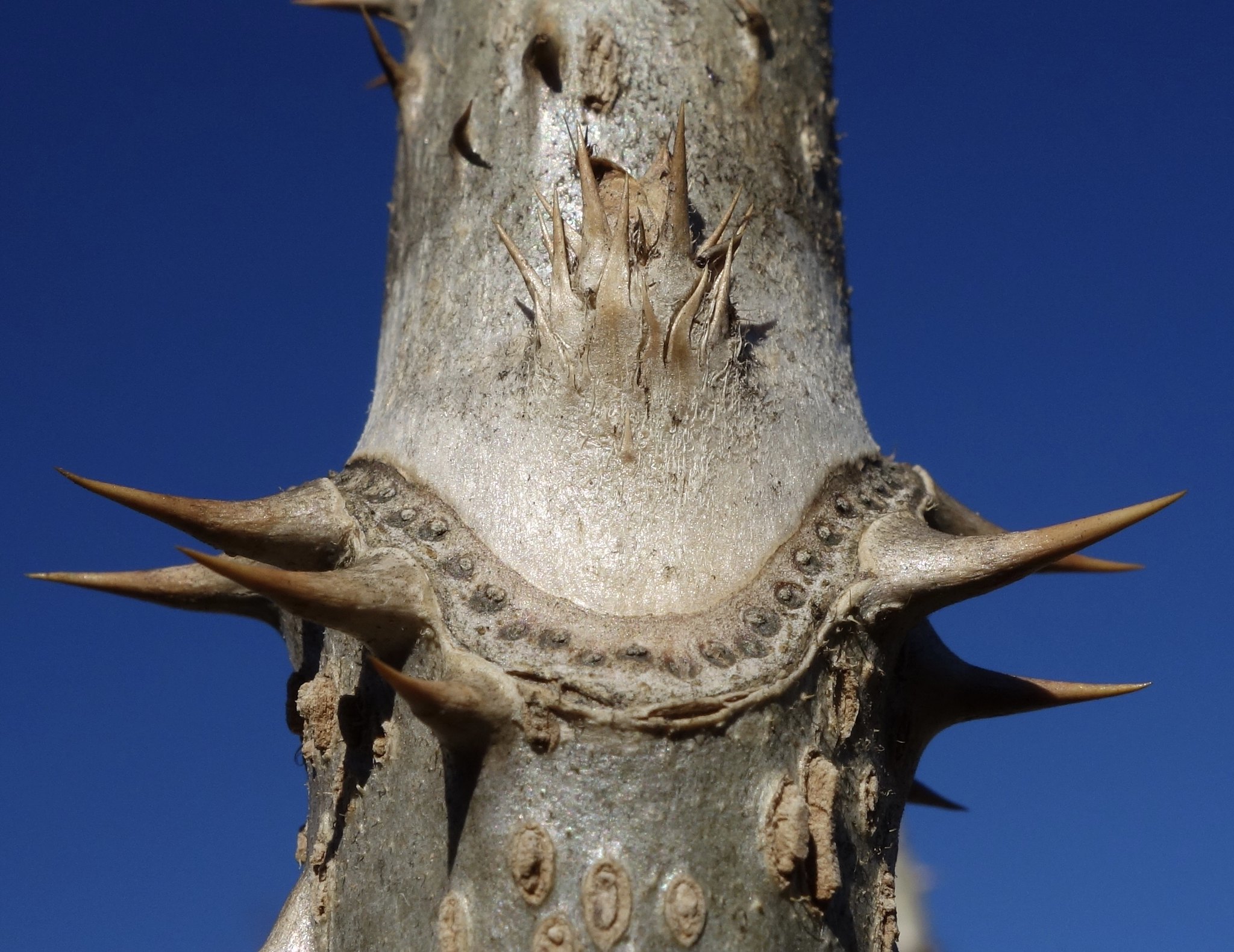 Armed and Dangerous Plants in the Arnold Arboretum (Part 1)