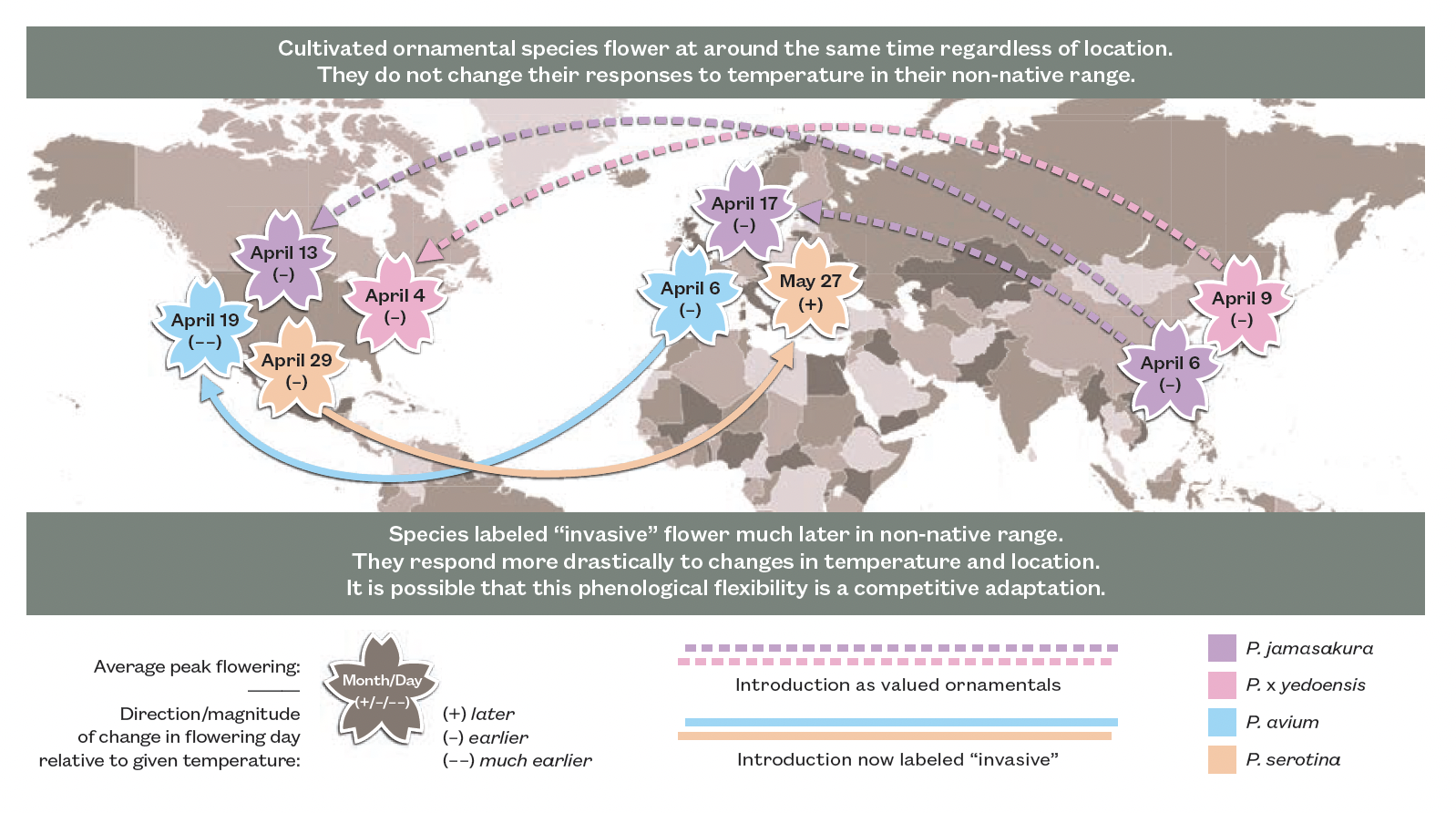 Graphic mapping global distribution of several cultivated and wild-type cherry varieties, showing global seasonal variation in flowering times.