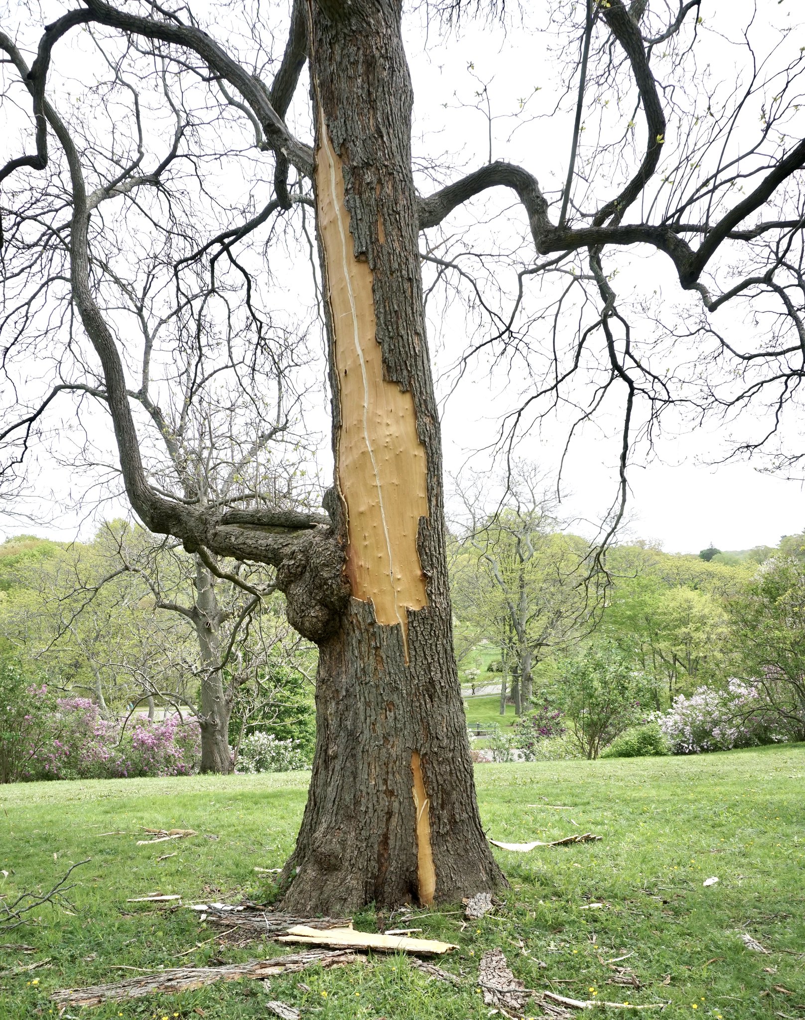 A Catalpa Tree Explodes
