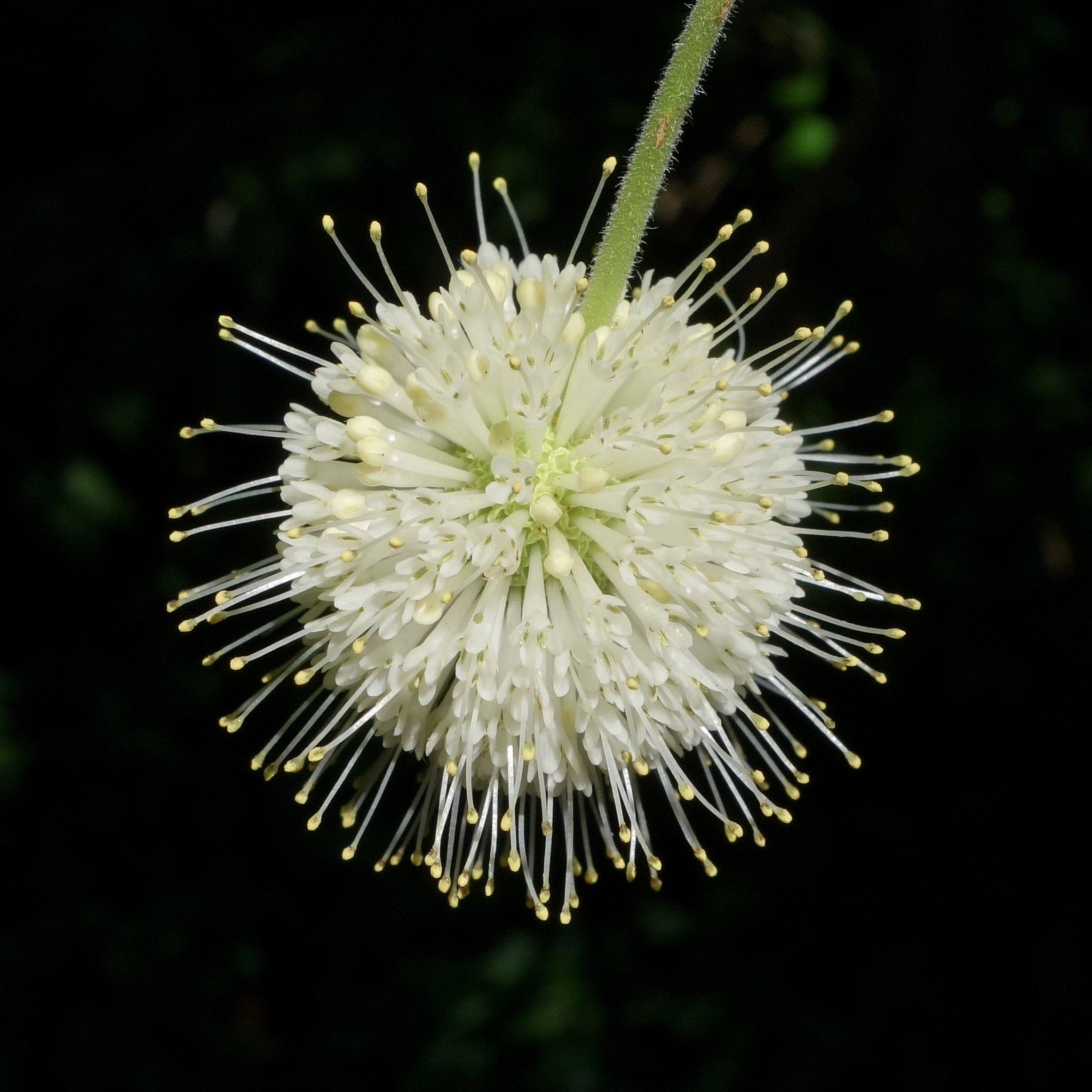 Cephalanthus occidentalis var. occidentalis 1244-79 Flower