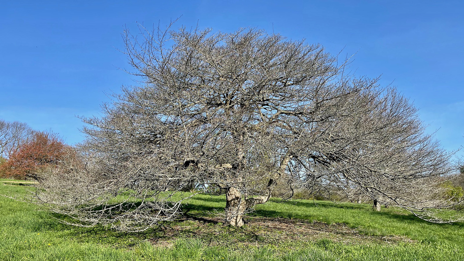 A leafless tree with sprawling branches stands on a green grassy field under a clear blue sky, suggesting early spring or late autumn.