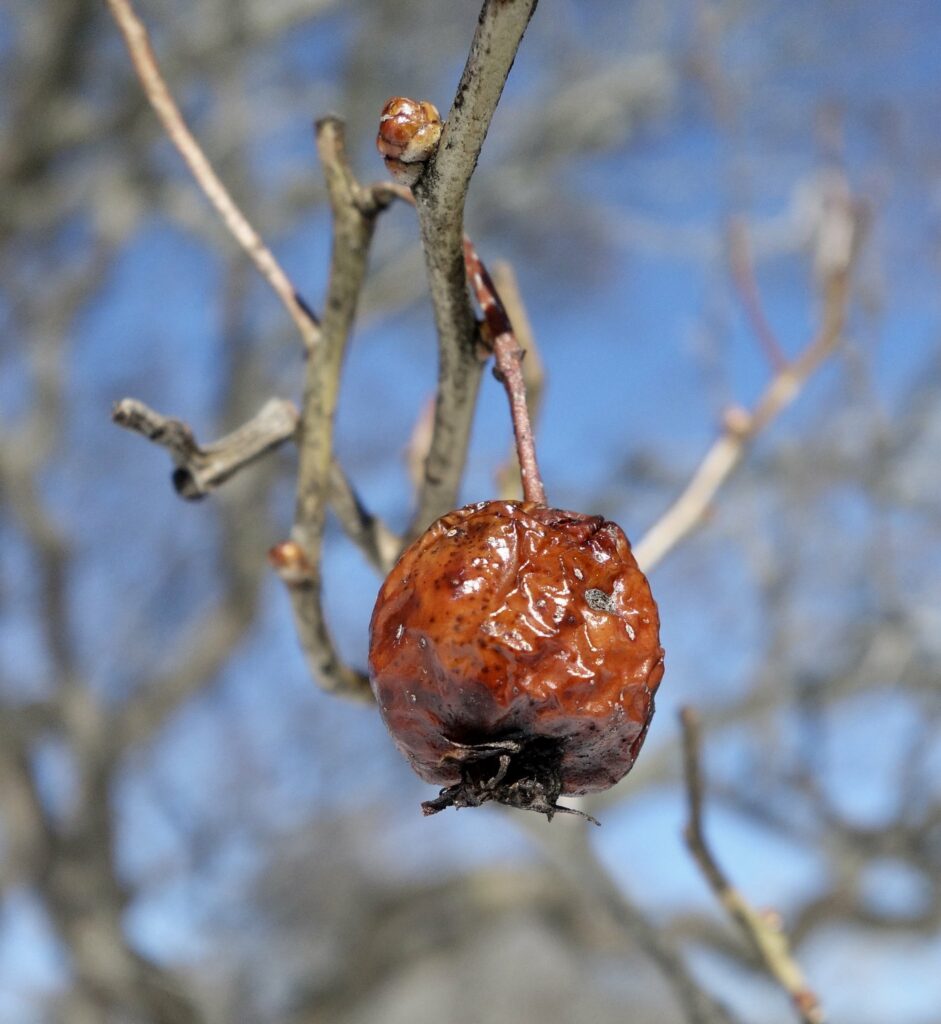 Crataegus x lavallei 868-56-A fruit by Ned Friedman