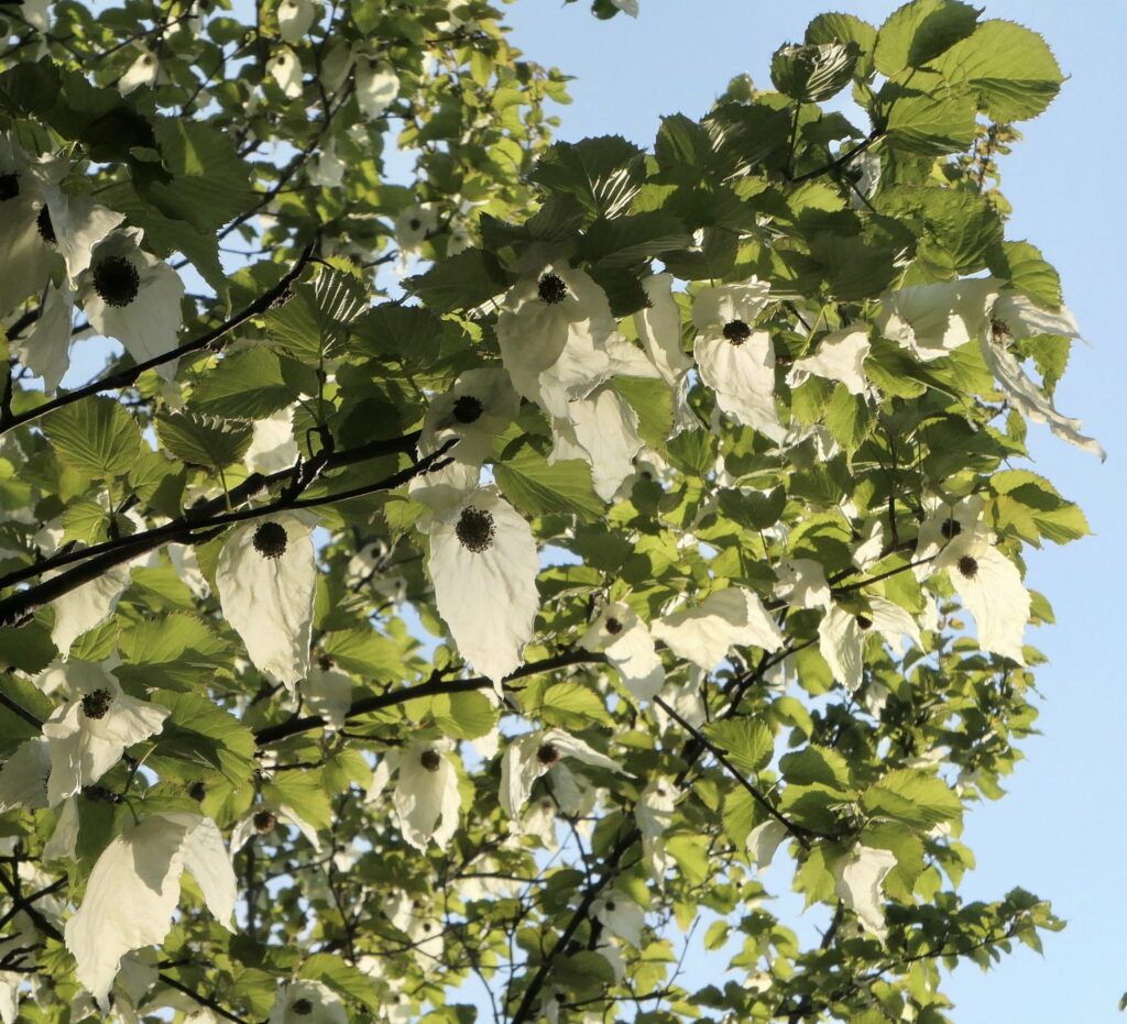 dove tree flowers by Ned Friedman