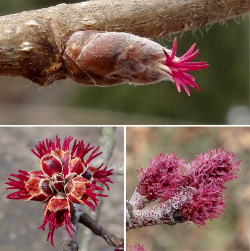 Early Spring Flowering Is Red 3-30-19 by Ned Friedman